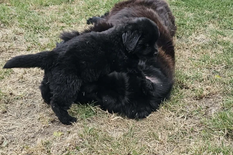 Newfoundland