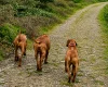 Rhodesian Ridgeback