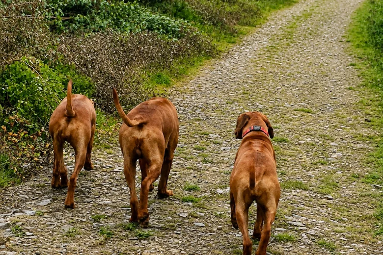 Rhodesian Ridgeback