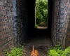 Rhodesian Ridgeback