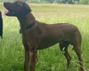 Rhodesian Ridgeback