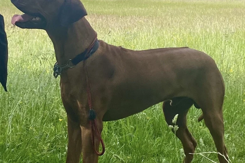 Rhodesian Ridgeback