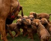 Rhodesian Ridgeback