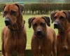 Rhodesian Ridgeback