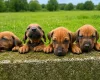 Rhodesian Ridgeback