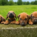 Rhodesian Ridgeback