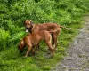 Rhodesian Ridgeback
