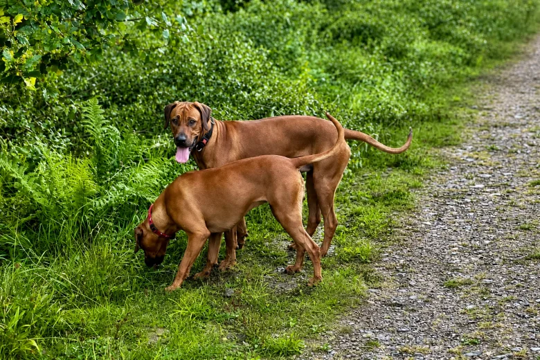Rhodesian Ridgeback
