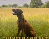 Rhodesian Ridgeback