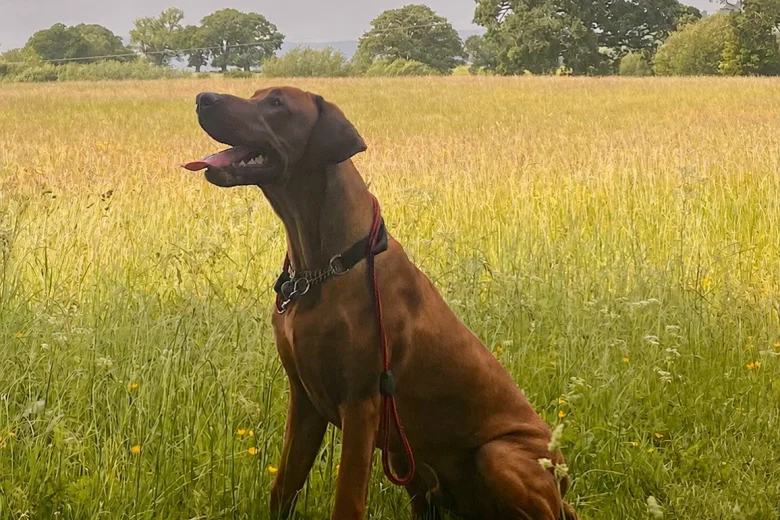 Rhodesian Ridgeback