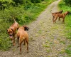 Rhodesian Ridgeback