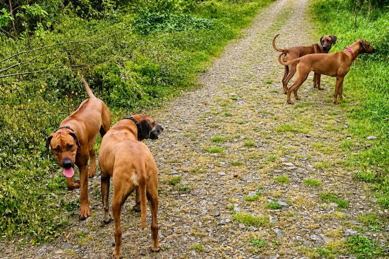 Rhodesian Ridgeback