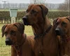 Rhodesian Ridgeback