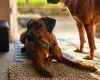 Rhodesian Ridgeback