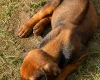 Rhodesian Ridgeback