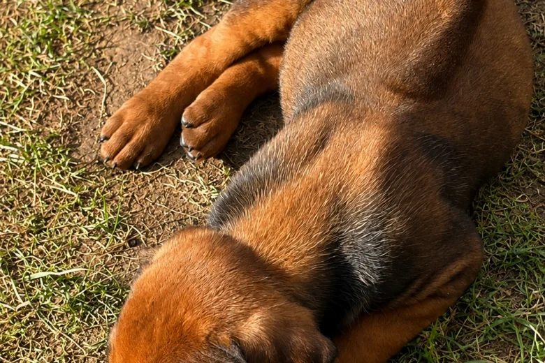 Rhodesian Ridgeback