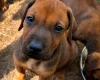 Rhodesian Ridgeback