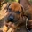 Rhodesian Ridgeback