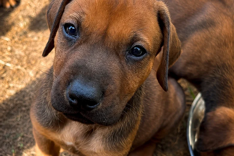 Rhodesian Ridgeback