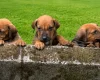 Rhodesian Ridgeback