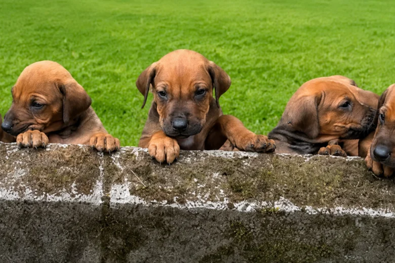 Rhodesian Ridgeback