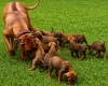 Rhodesian Ridgeback