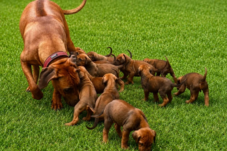 Rhodesian Ridgeback