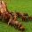 Rhodesian Ridgeback