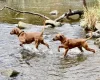 Rhodesian Ridgeback