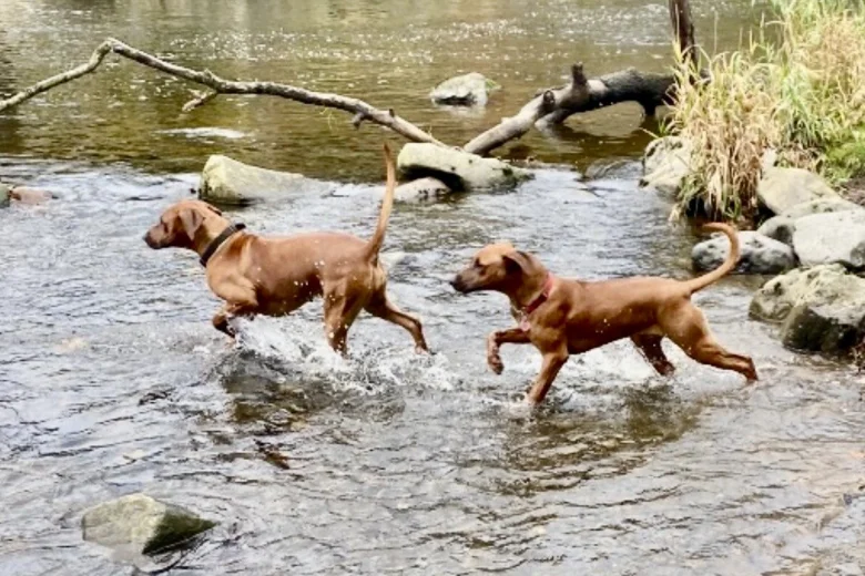 Rhodesian Ridgeback