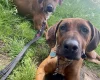 Rhodesian Ridgeback