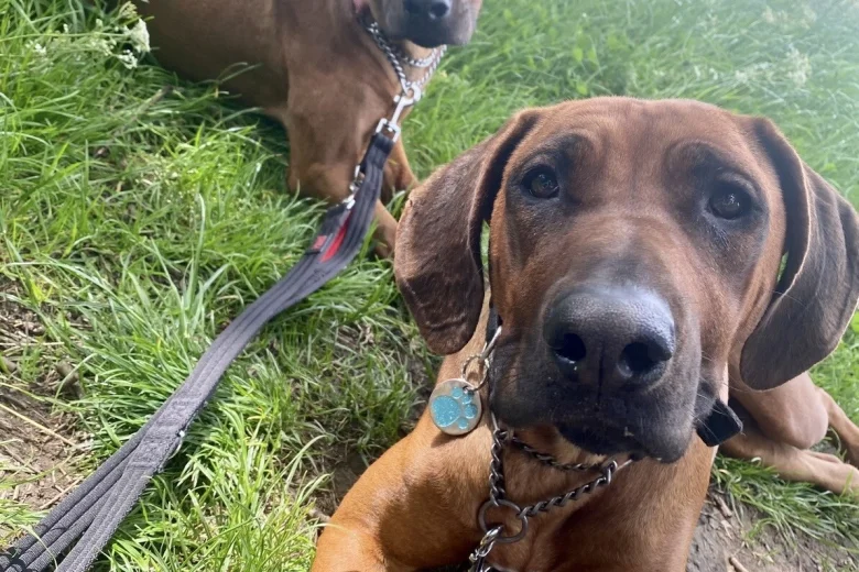 Rhodesian Ridgeback