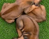 Rhodesian Ridgeback