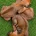 Rhodesian Ridgeback
