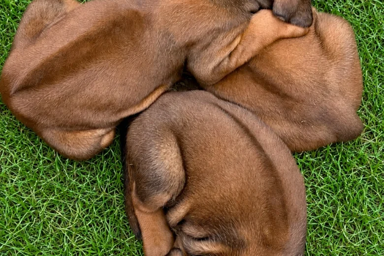 Rhodesian Ridgeback