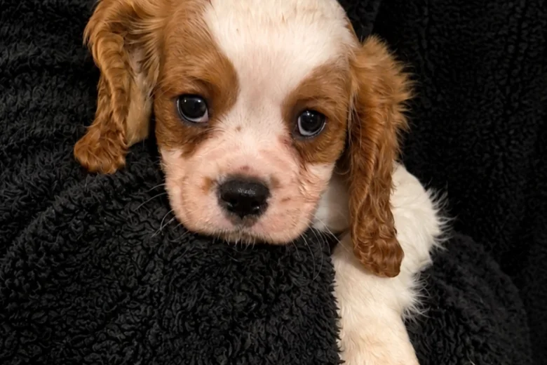 Cavalier King Charles Spaniel