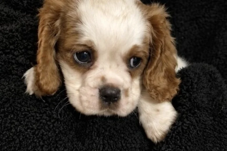 Cavalier King Charles Spaniel