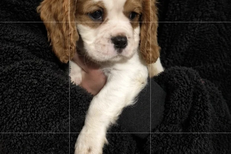 Cavalier King Charles Spaniel
