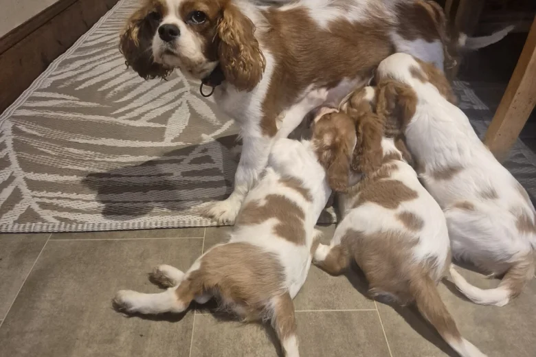Cavalier King Charles Spaniel