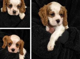 Cavalier King Charles Spaniel