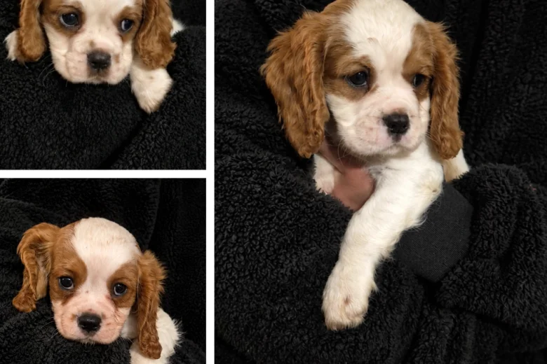 Cavalier King Charles Spaniel