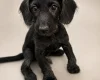 Labradoodle