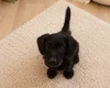 Labradoodle