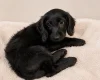 Labradoodle
