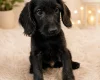 Labradoodle