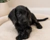 Labradoodle