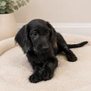 Labradoodle