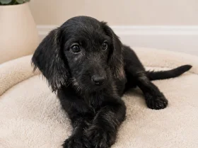 Labradoodle