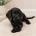 Labradoodle
