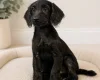 Labradoodle